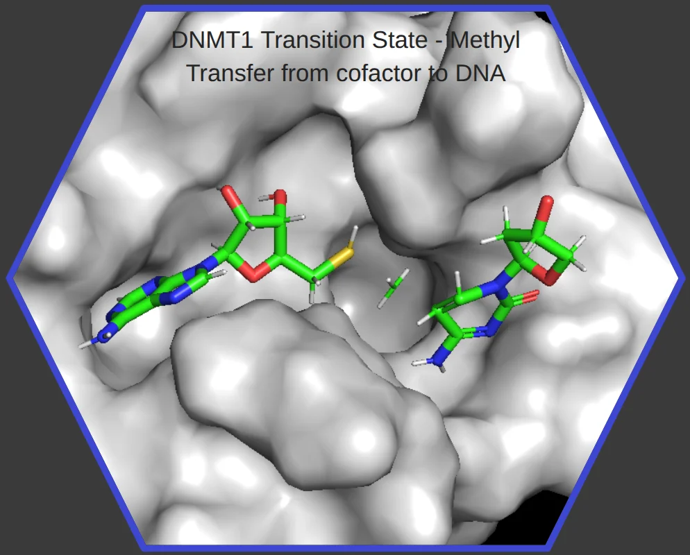 DNMT1 transition-state model showing methyl transfer from the cofactor to DNA
