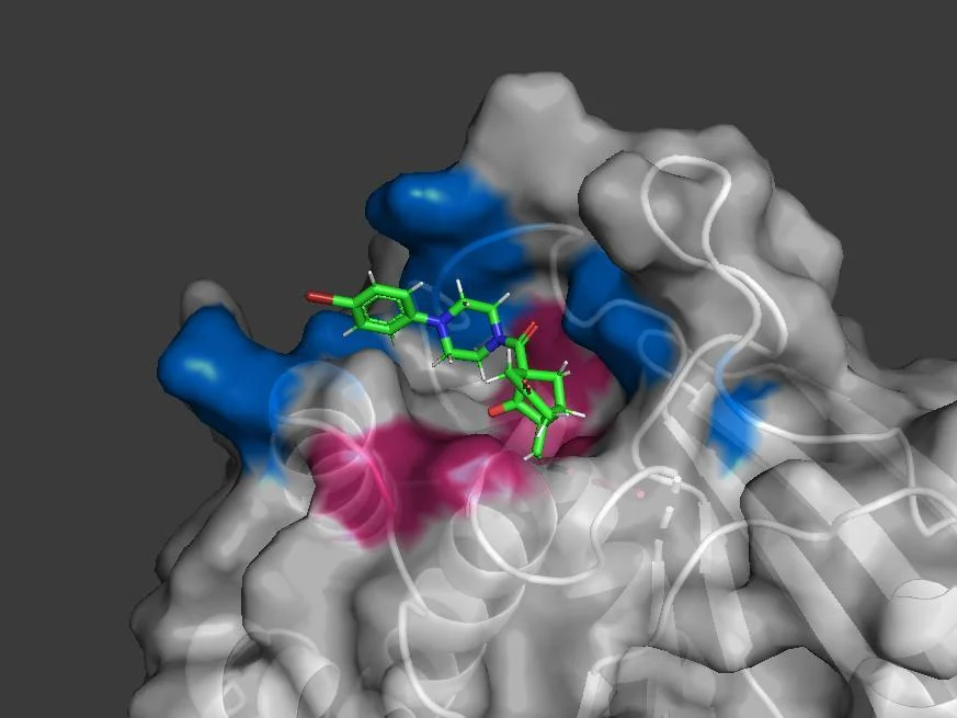 Phosphatase surface with a bound inhibitor; catalytic residues highlighted in pink and peripheral residues in blue